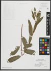 Foto von Salix alba L.